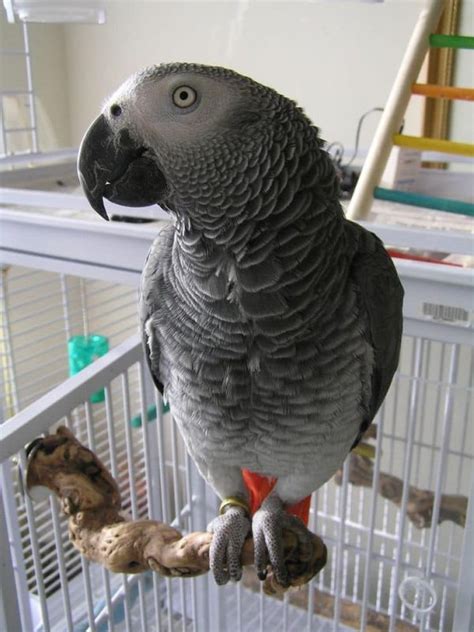 Timneh <strong>African grey</strong>. . African grey craigslist